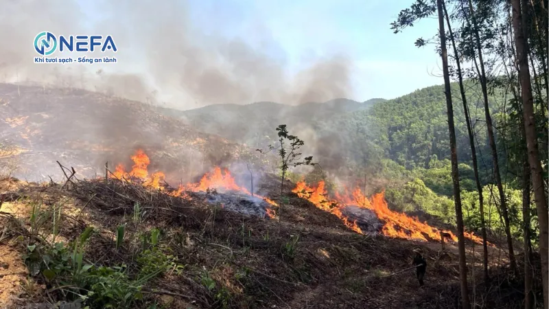 Khí thải từ hoạt động nông nghiệp