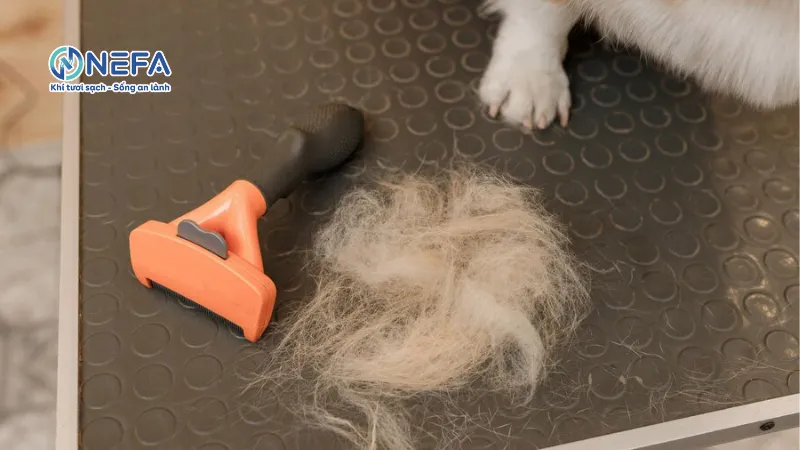 Bụi từ thú cưng