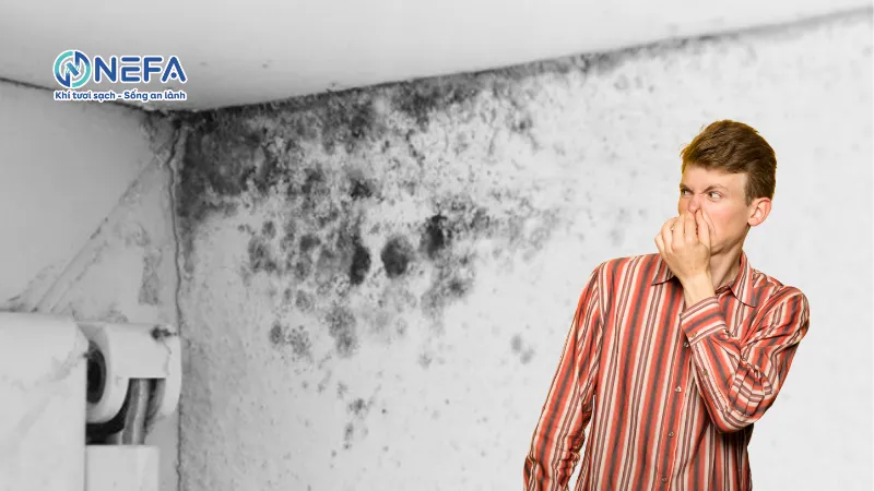 https://nefa.vn/cach-khu-mui-am-moc-tren-tuong/