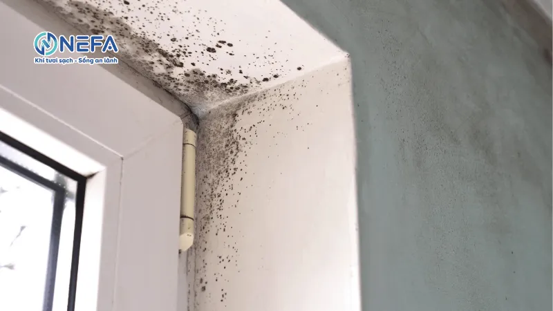 Vì sao tường xuất hiện mùi ẩm mốc?