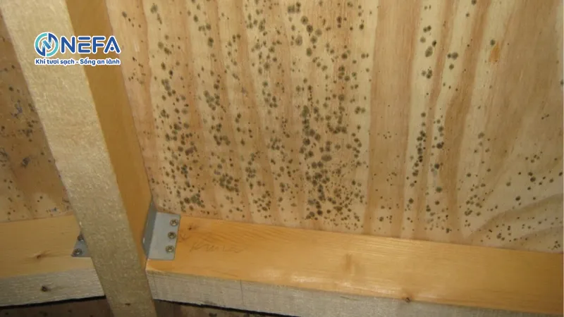 Vì sao tủ bếp có mùi ẩm mốc?