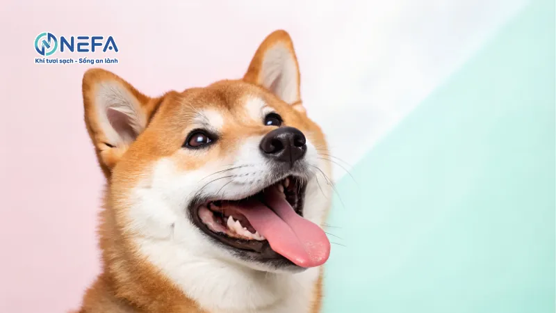 Câu hỏi thường gặp