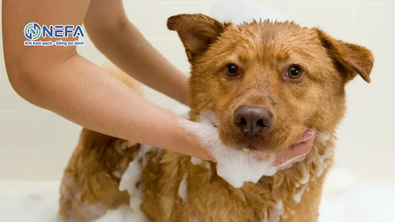 Tắm rửa thường xuyên cho chó