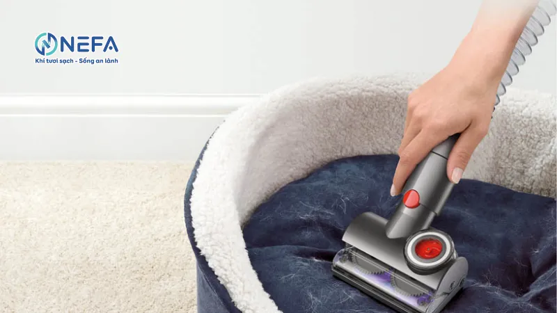 Vệ sinh khu vực sống của chó