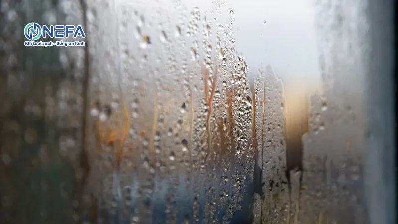 Độ ẩm 50 là g?