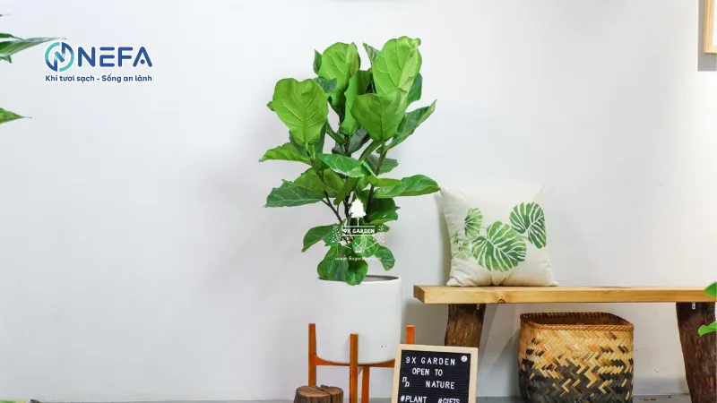 Trồng thêm cây xanh