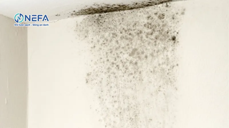Ngăn ngừa ẩm mốc